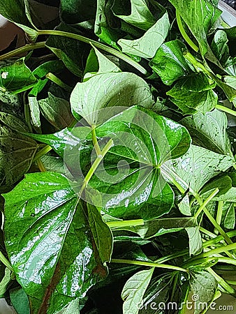 Sauteed sweet potato leaves Stock Photo