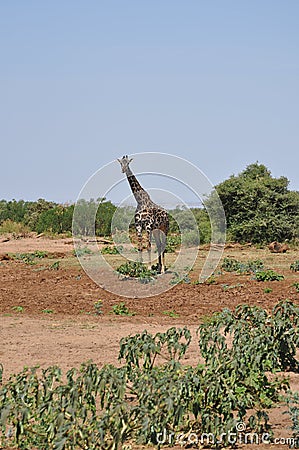 Savana landscape with giraffe Stock Photo