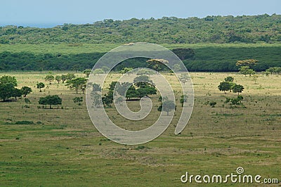 The savanna is dominated by dry grass Stock Photo