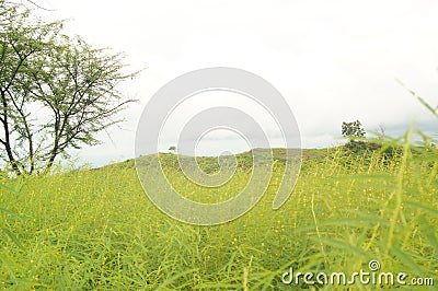 The savanna is dominated by verdant grass in the rainy season Stock Photo