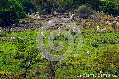 The savanna and its inhabitants Stock Photo