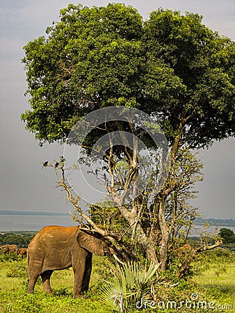 Elephants in Murchison Falls National Park,Uganda Stock Photo
