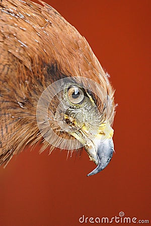 Savanna Hawk / buteo meridionalis Stock Photo