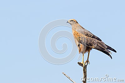 A Savanna Hawk (Heterospizias meridionalis) resting on branch Stock Photo