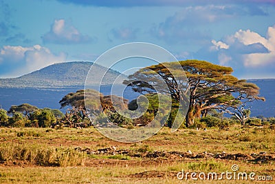 Savanna landscape in Africa, Amboseli, Kenya Stock Photo