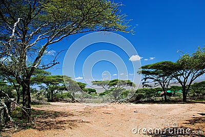 Savanna landscape in Africa, Serengeti, Tanzania Stock Photo