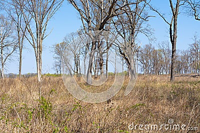 Savanna Landscape Stock Photo