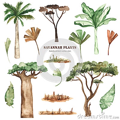 Watercolor clipart with savanna plants, palm trees, baobab, acacia, leaves, grass, dried flowers. Stock Photo
