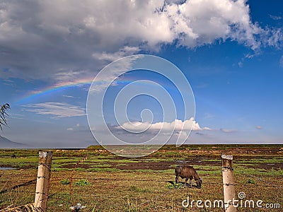 Savanna rainbow land buffalo grass Stock Photo