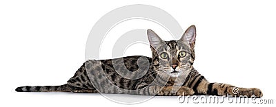 Savannah F7 cat on white background Stock Photo