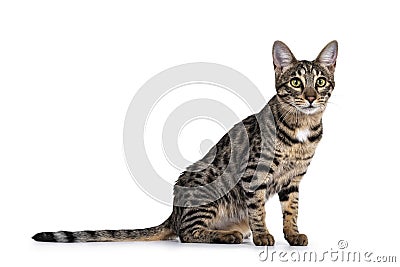 Savannah F7 cat on white background Stock Photo