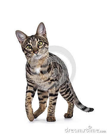 Savannah F7 cat on white background Stock Photo