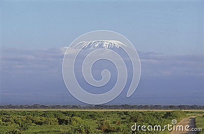 Savannah with Kilimandjaro Mountain, Tanzania Stock Photo