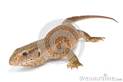 Savannah Monitor Lizard Stock Photo