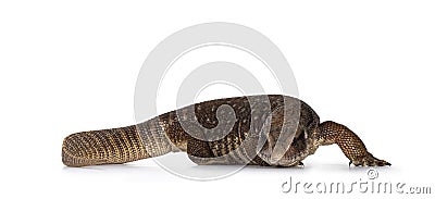 Savannah Monitor lizard on white background Stock Photo