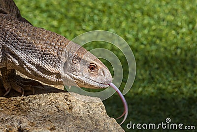 Savannah Monitor Stock Photo