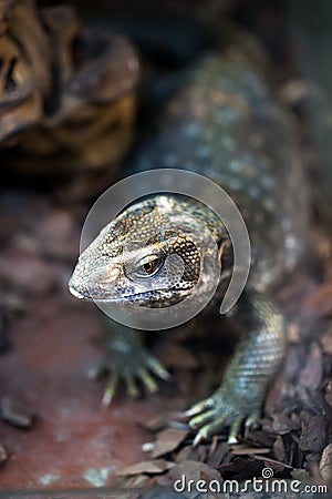 The Savannah Monitor Stock Photo