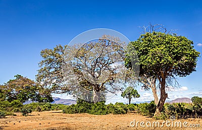 Savannah plains landscape in Kenya Stock Photo