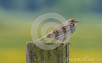 Savannah Sparrow Stock Photo