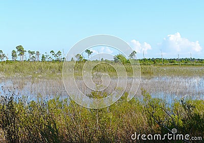 Savannas Preserve State Park Florida Marsh Stock Photo