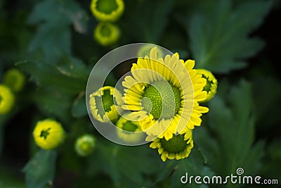 Save Download Preview Bouquet of yellow chrysanthemums on a white background. Yellow flowers on a white background. Flowerpot of Stock Photo