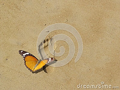 Save earth and nature, butterfly on footprint Stock Photo