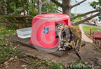 Save a Gato looks after abandoned cats in San Juan Editorial Stock Photo