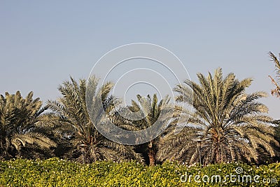 Save the old tree environment green planet Arabian date palm tree park garden blue sky Stock Photo