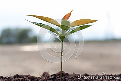 Save world save life concept, Seedlings are growing because of soil fertility with various minerals and nitrogen Stock Photo