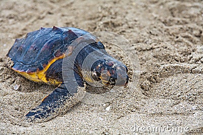 Saving turtle Stock Photo