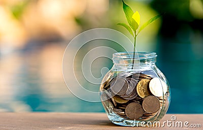 Savings money coin full of glass piggy. Plant Growing In Savings Coins Stock Photo