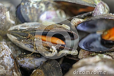 Savoring the Sea: Artfully Steamed Mussels in a Pot Stock Photo