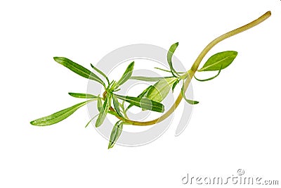 Savory bunch isolated on white background. Savory herb leaves Stock Photo