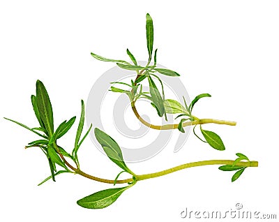Savory bunch isolated on white background. Savory herb leaves Stock Photo