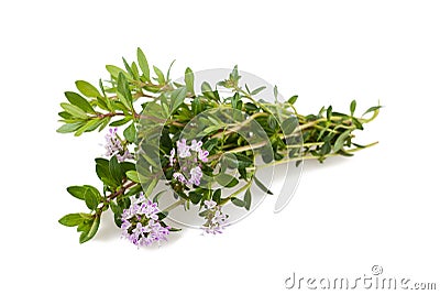 Savory flowers Stock Photo