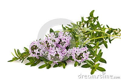 Savory flowers Stock Photo