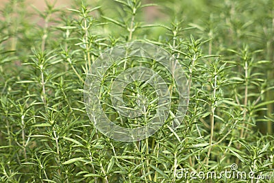 Savory plant in the garden Stock Photo