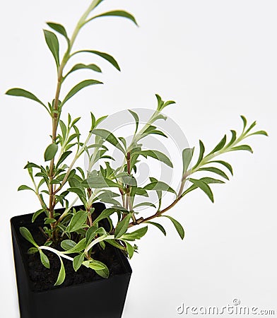 Savory Plant Leaves Fresh Stock Photo