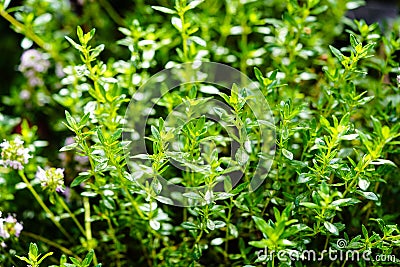 Savory satureja hortensis Stock Photo