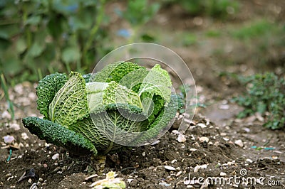 Savoy cabbage Stock Photo