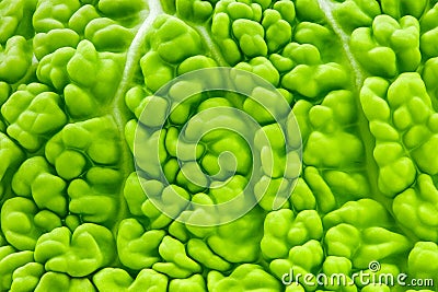 Savoy cabbage corrugated green leaf inner part branching, close-up macro, background wallpaper, uniform texture pattern Stock Photo
