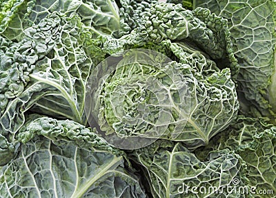 Savoy Cabbages Stock Photo