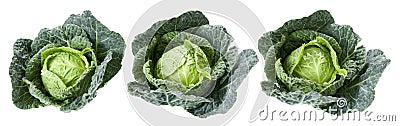 Savoy cabbages Stock Photo