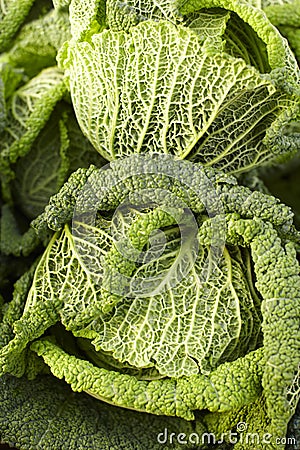 Savoy cabbages Stock Photo