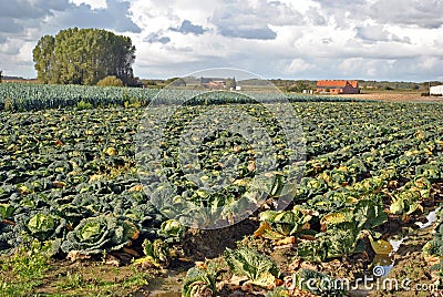 Savoy cabbages on the field Stock Photo