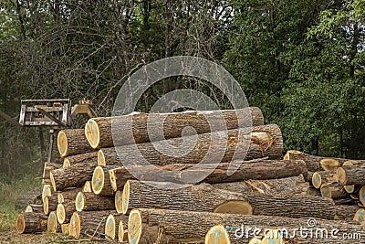 Stacking saw logs,pallet lumber Stock Photo