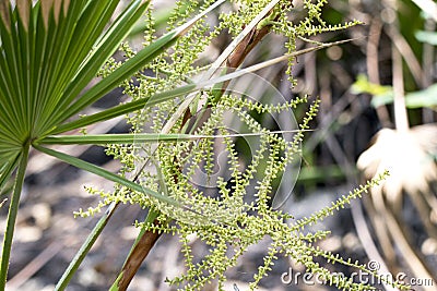 Saw Palmetto flower panicles claimed to prevent prostate cancer Stock Photo