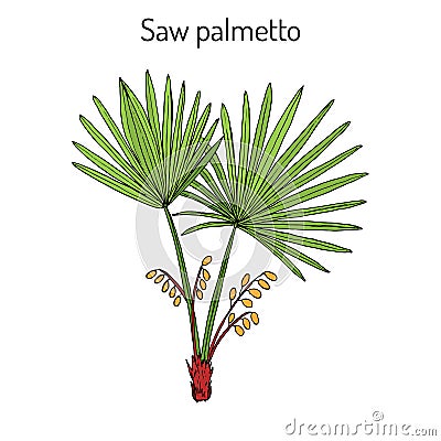 Saw Palmetto Serenoa repens , medicinal tree Vector Illustration