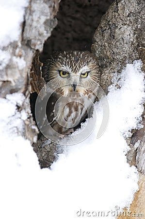 Saw whet owl Stock Photo