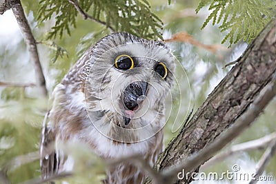 A Saw-whet owl coughing up a pellet in a cedar tree in Canada Stock Photo